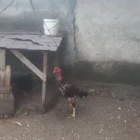 باری فروشی