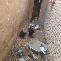 مرغ و خروس عربی
