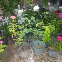 فروش گل|گل و گیاه طبیعی|مشهد, رده|دیوار