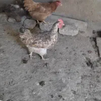 مرغ پ
