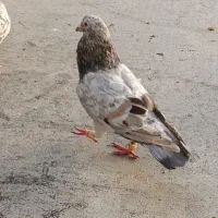 هفت رنگ نر مست