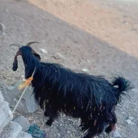 دوتابز یکی بیگ