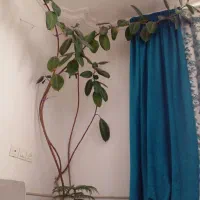 چن عدد گل|گل و گیاه طبیعی|طاغنکوه, |دیوار