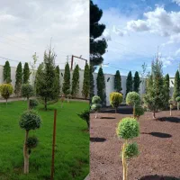 باغبانی سم پاشی کودهی هرس کاری گلدون وباغچه وچمن