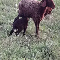 گوسفند بره دار شکم اول فقط۲۵یک عددبره نر۱۷