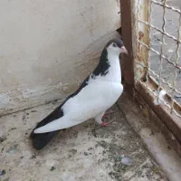 چپ دم ماده زات هفت رنگ