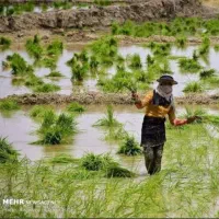 تیم کنی پخش کردن ونشا
