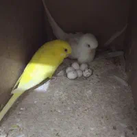 مرغ عشق هلندی با تخم