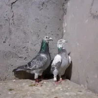 کفتر شهرستانی