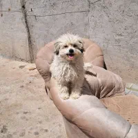 توله سگ فروشی کوچیکه ماده پرشده ۲تا هستن