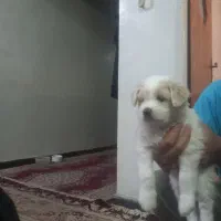 فروش ۳ عدد توله سگ شیت زو ۱ماهه با مادرشون