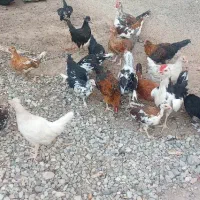 جوجه گلین ۴ ماهه