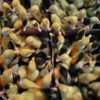 پخش عمده انواع جوجه مرغ و اردک|حیوانات مزرعه|تهران, دروازه شمیران|دیوار