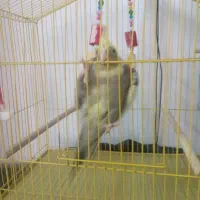 فروش مرغ عشق نر