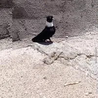 نر نواری قواره دار جهت برکت