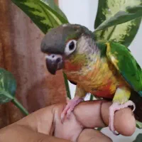 جوجه گرینچیک فول دستی