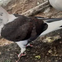 کبوتر