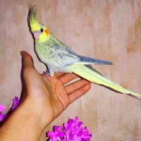 طوطی عروس هلندی مرواریدی کاملا دستی