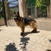 سگ ژرمن جهرم