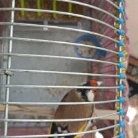 سهره نر رام‌ رام تن نخورده