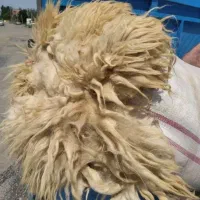 پشم سفید گوسفندی