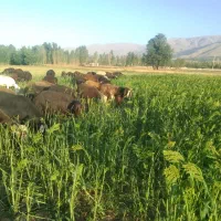 بذر یونجه کشاورزی