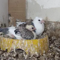 کبوتر 2جفت ساتن  هفرنگ تزئینی