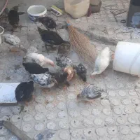 حیوانات مزرعه