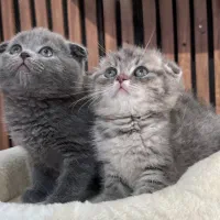 توله گربه اسکاتیش سلیور