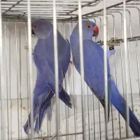 پرنده ملنگو