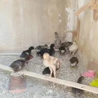 جوجه لاری دوماهه. کازرون