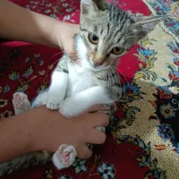بچه گربه رایگان سه ماهه ۴ تا