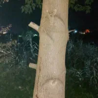 فروش درخت تنومند سه تنی پالونیا