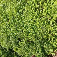 نهال گوجه ، بادمجان