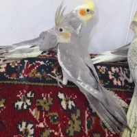 عروس هلندی