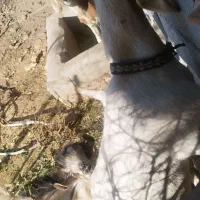 فروش بز