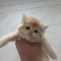 انواع گربه گلد
