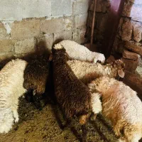 بره سالم سرحال باب داشت