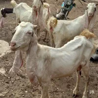 پنج عدد بز گلابی