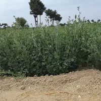 یونجه دامی بدون علف ارگانیک با اب موتورابیاری شده