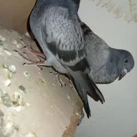 جوجه پلاکی
