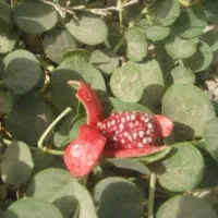 باغبانی وآبیاری