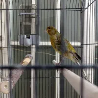 قناری نر و ماده