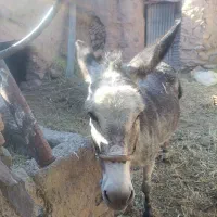 فروش الاغ