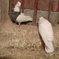 سلام مایه طوق سور قیمت یک میلیون دویست