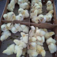 فروش جوجه مرغ وخروس