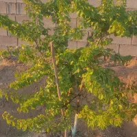 زمین باغشهری باغ شهری در منطقه خانزنیان