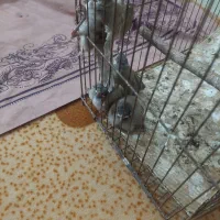 پرنده زیبا ودستی