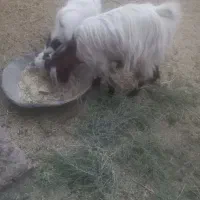 فروش گوسفند