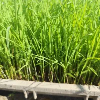 فروش جعبه‌ای نشاء برنج هاشمی